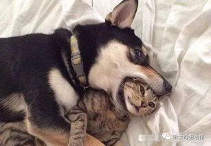 猫咪遥控爆料视频大全下载,盘点萌宠趣味视频大全